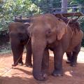 Dr. Hermann V. Treskwo - Germany - Nov 27 to Dec 2, 2013 - Sunway Hotel Phnom Penh - Mondulkiri Elephant