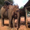 Dr. Hermann V. Treskwo - Germany - Nov 27 to Dec 2, 2013 - Sunway Hotel Phnom Penh - Mondulkiri Elephant