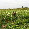 Cambodia lotus farming